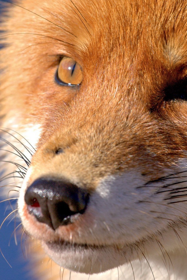 Мордочка лисы, голубой фон