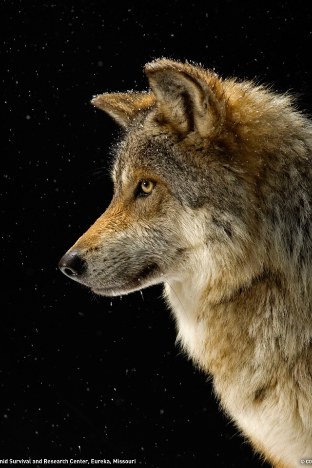 Профиль волка на черном фоне
