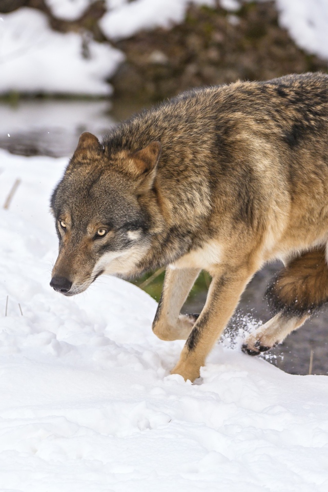 Волк с поджатым хвостом
