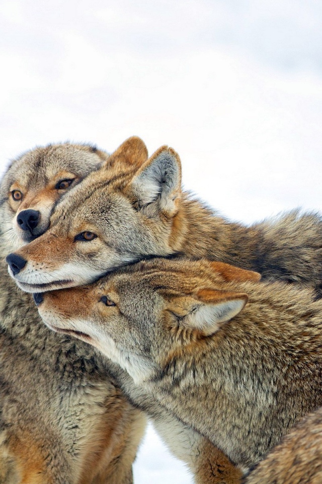 Три дружных волка