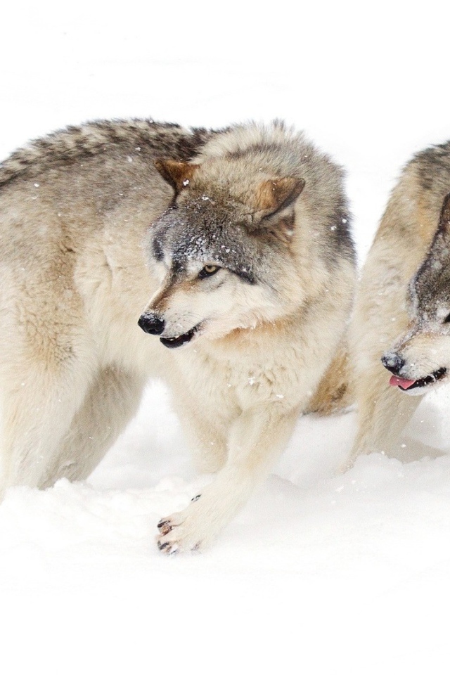 Два голодных волка на снегу