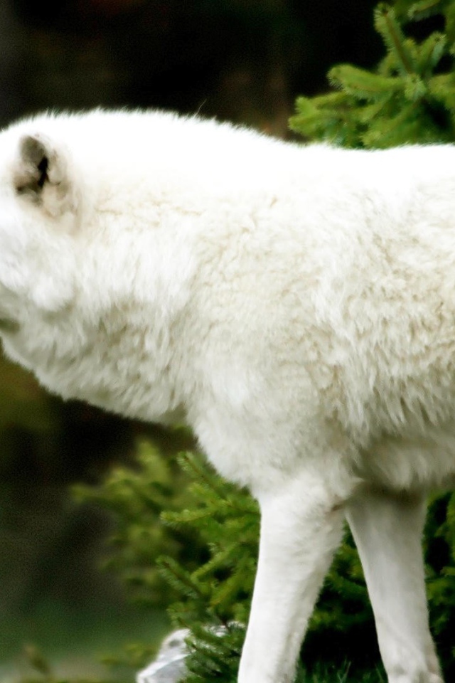 Белый волк вышел из-за ели