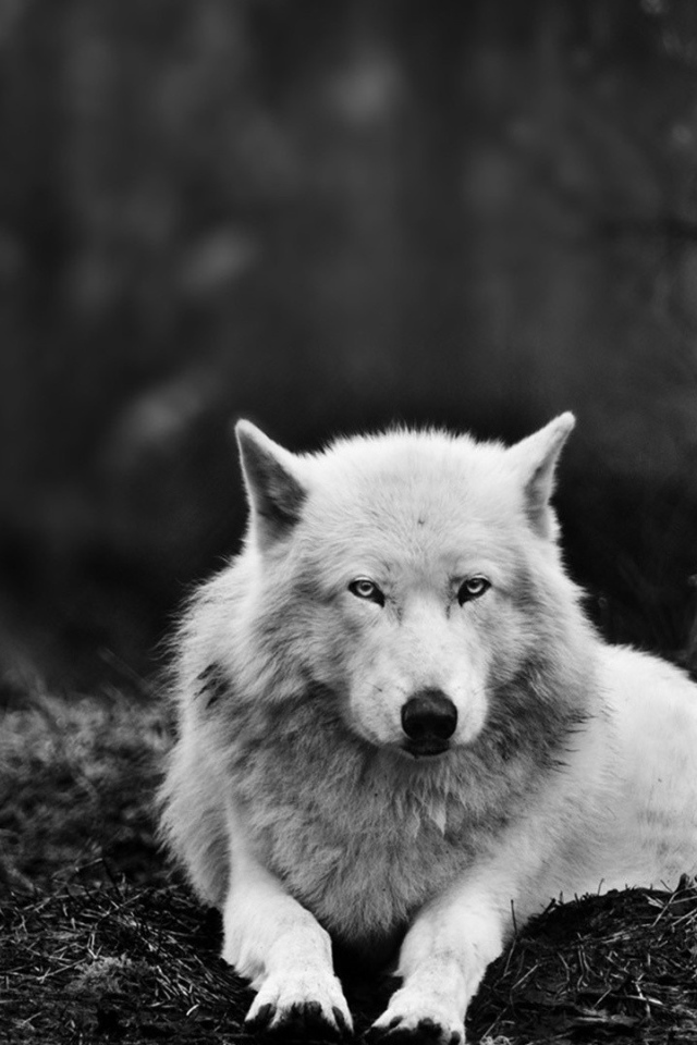 Белый волк в черном лесу