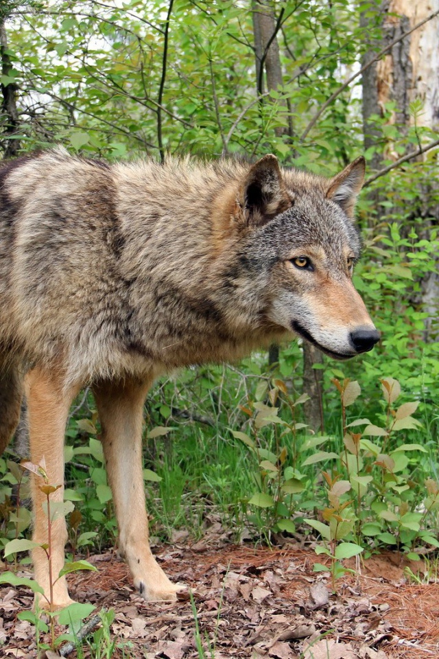 Волчица охраняет своих детей