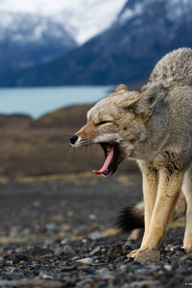 Волк в угрожающей позе