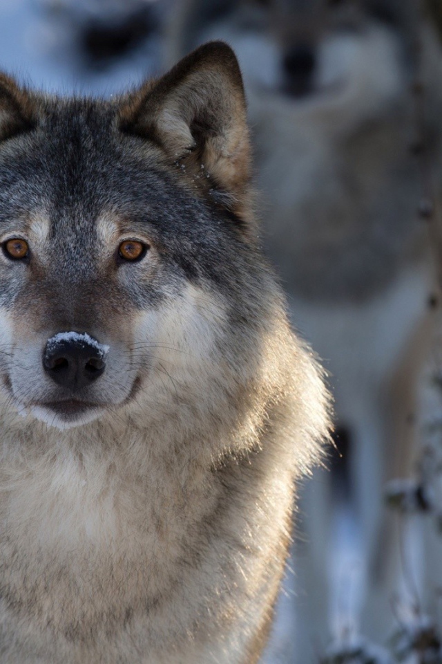 Волк в зимнем лесу