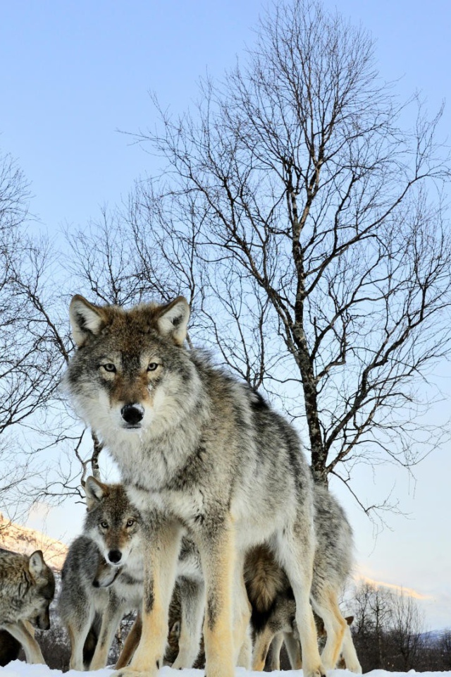 Волчица защищает своих волчат