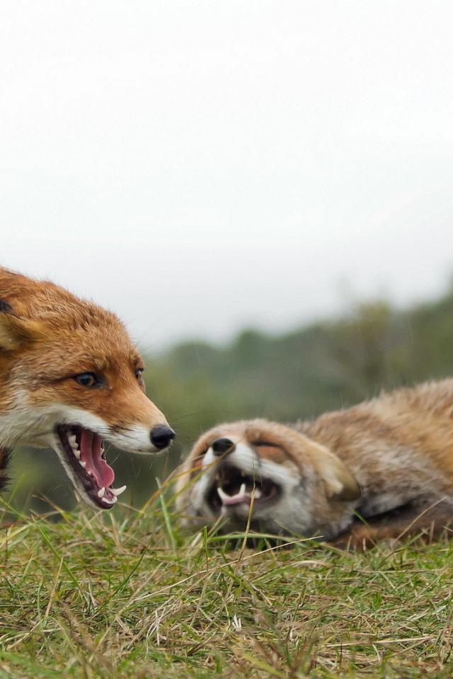 	   Foxes play