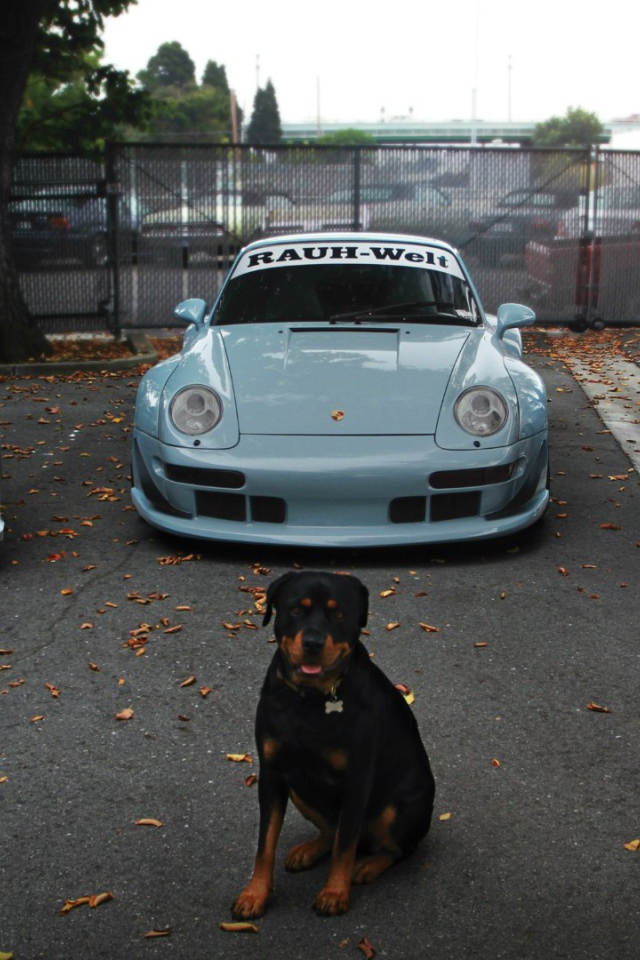 Собака охраняет дорогие авто