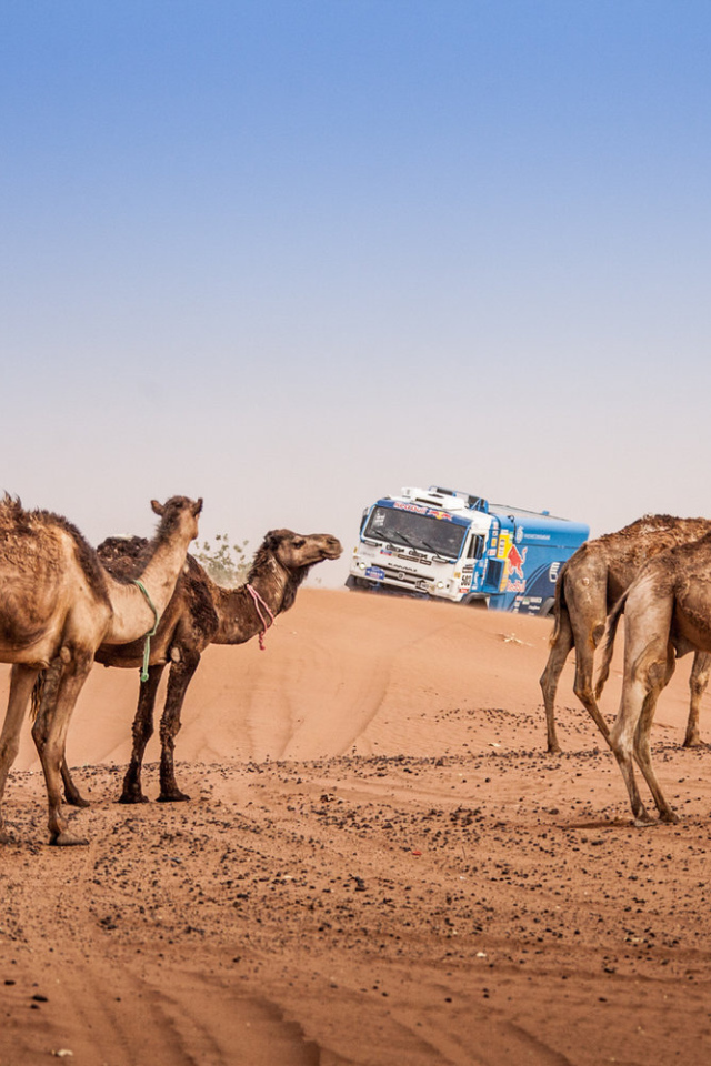 КАМАЗ в пустыне на дакар 2015