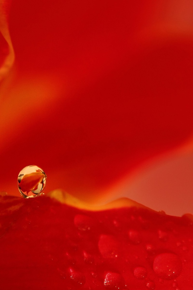 Капля воды на красном фоне