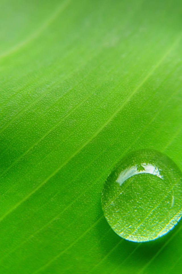 Фон зеленый лист с каплей