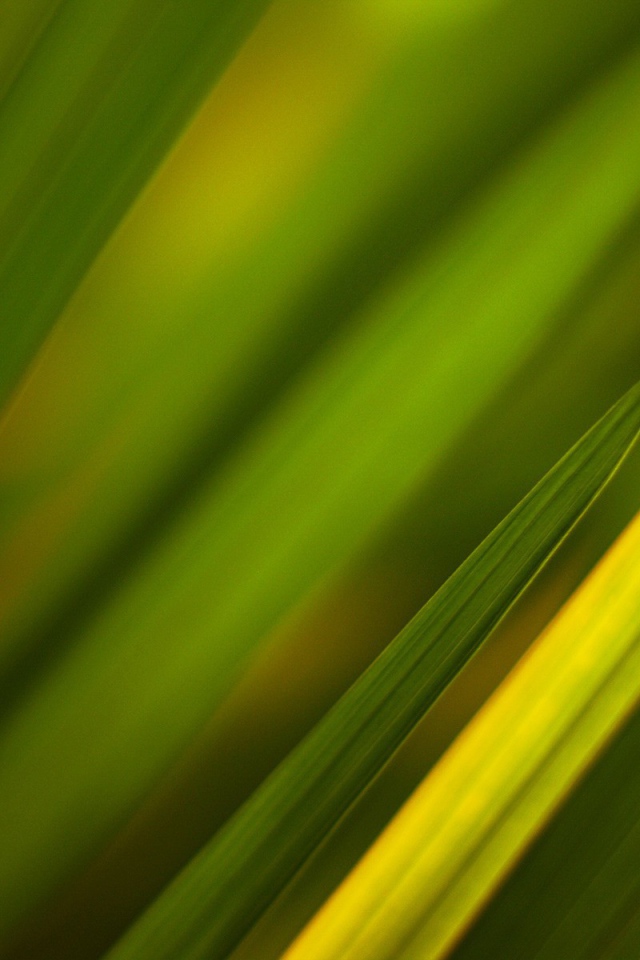 Фон из зеленой травы