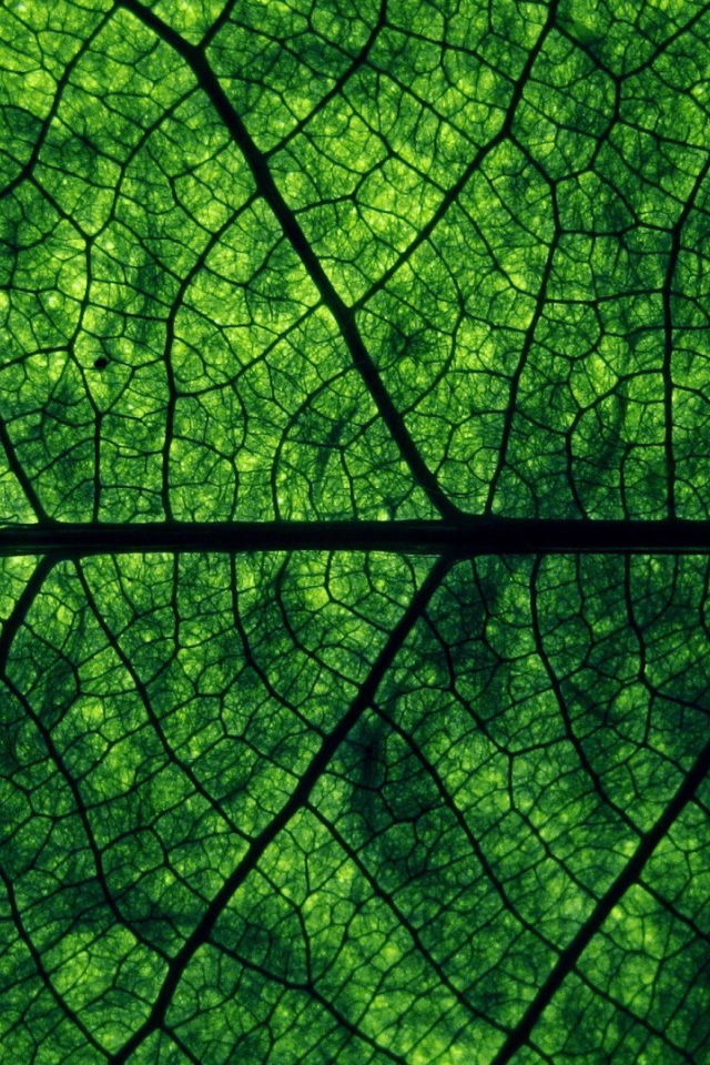 Фон зеленый лист дерева