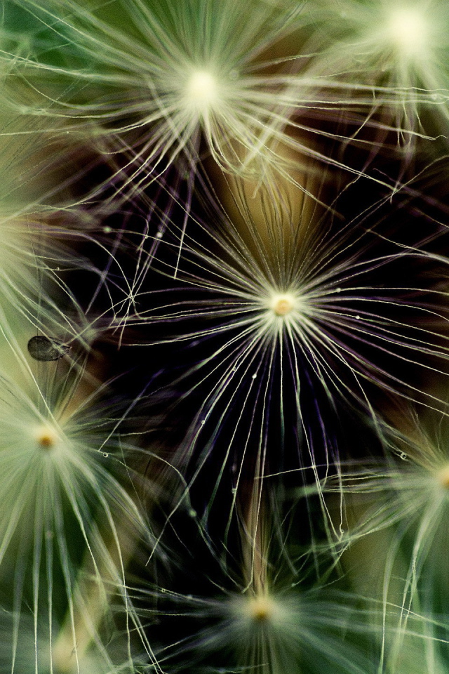 Фон из пушинок одуванчика