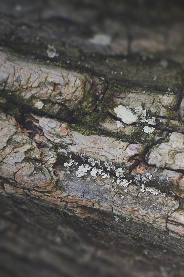Кора дерева, фон