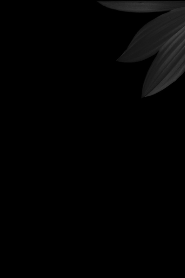 Черный и желтый цветок на черном фоне