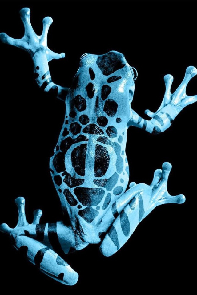 Голубая лягушка на черном фоне