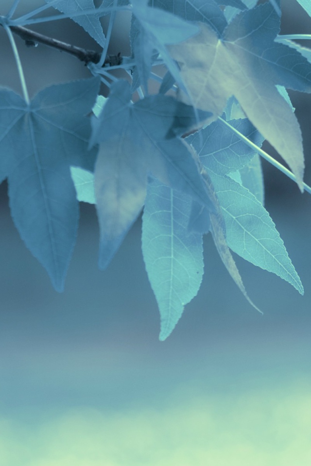 Голубые листья на дереве