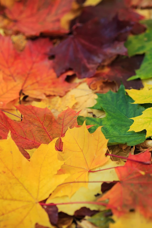 Опавшая листва с деревьев, фон