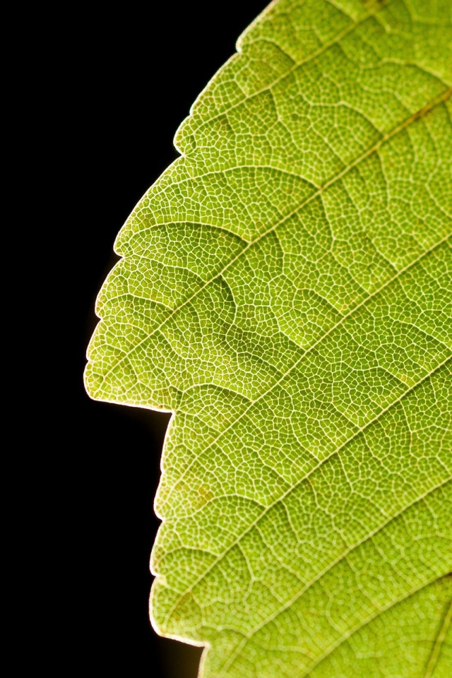 Зеленый лист и черный фон