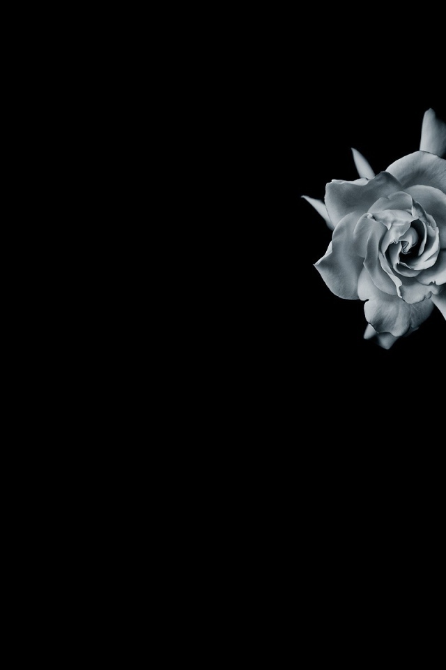 Серая роза на черном фоне