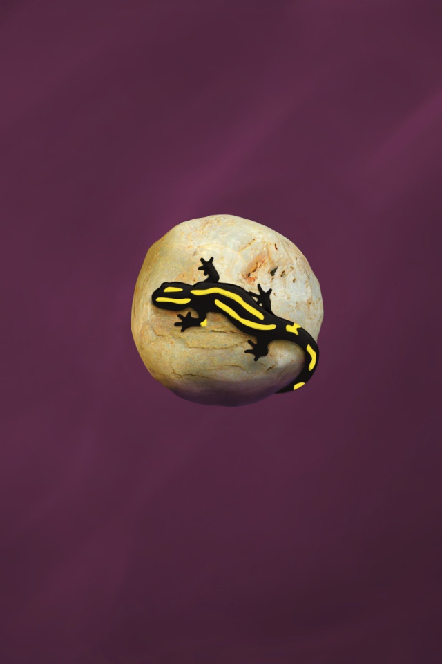 Ящерица на камне, фиолетовый фон