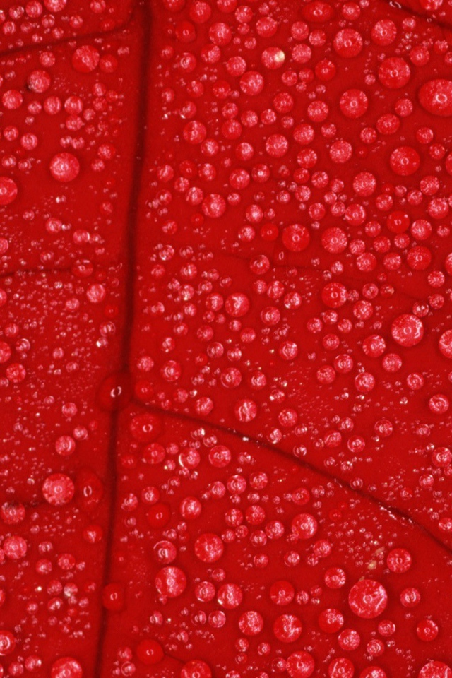 Влага на красном листе, фон