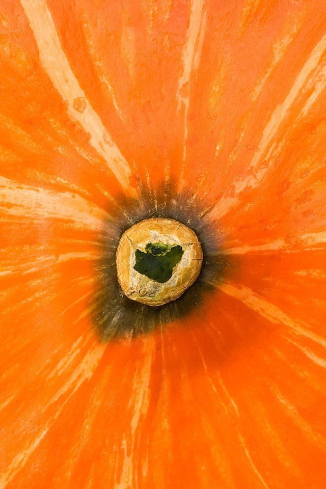 Хвостик тыквы, фон