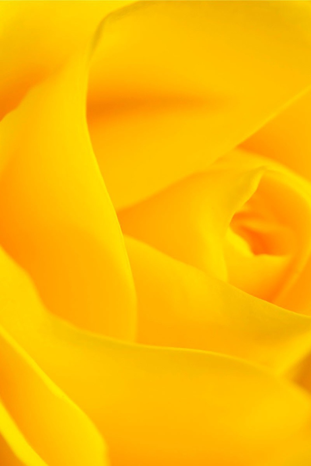 Цветок розы, желтый фон