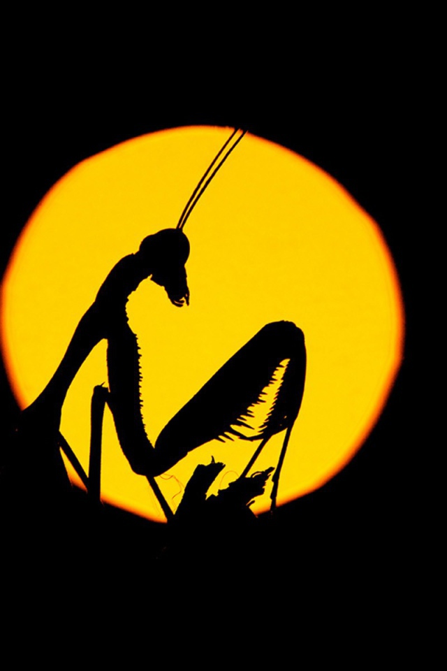 Силуэт насекомого на желтом фоне