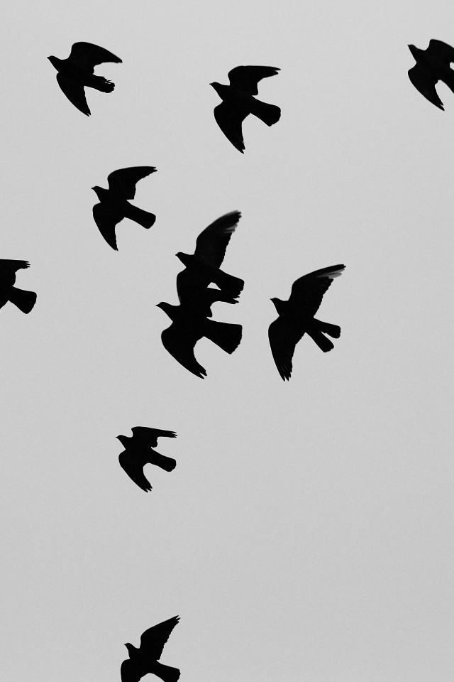 Силуэты черных птиц, серый фон
