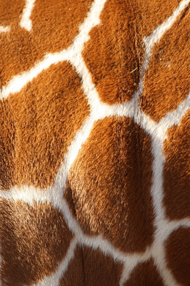 Шкура жирафа, текстура