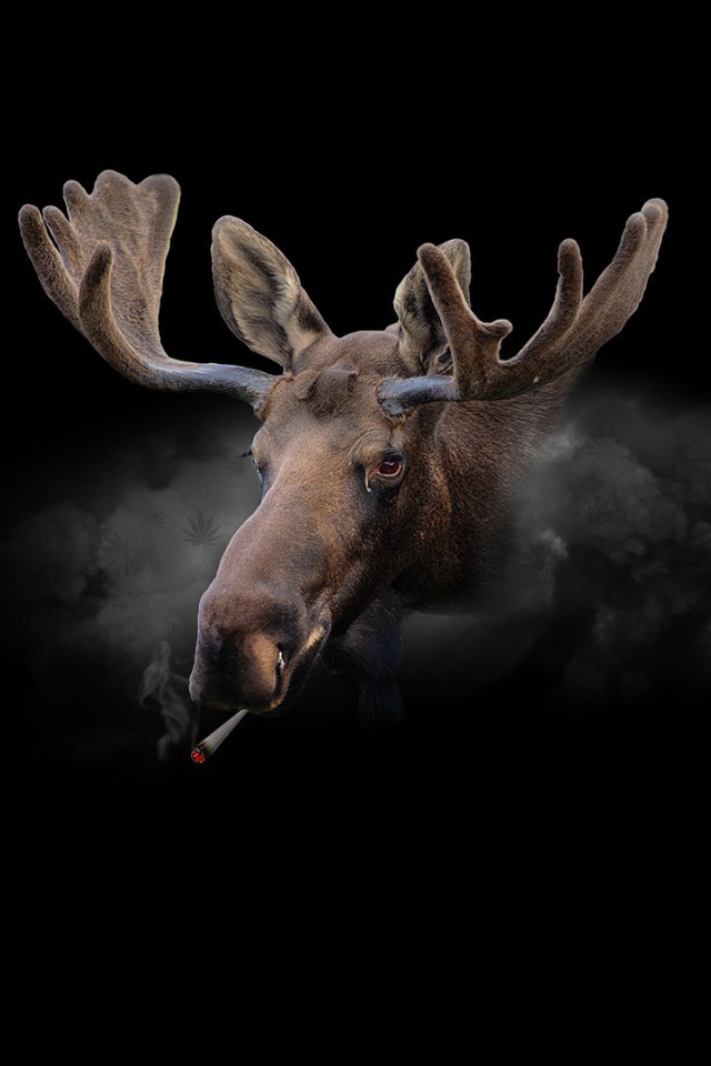 Курящий олень, черный фон