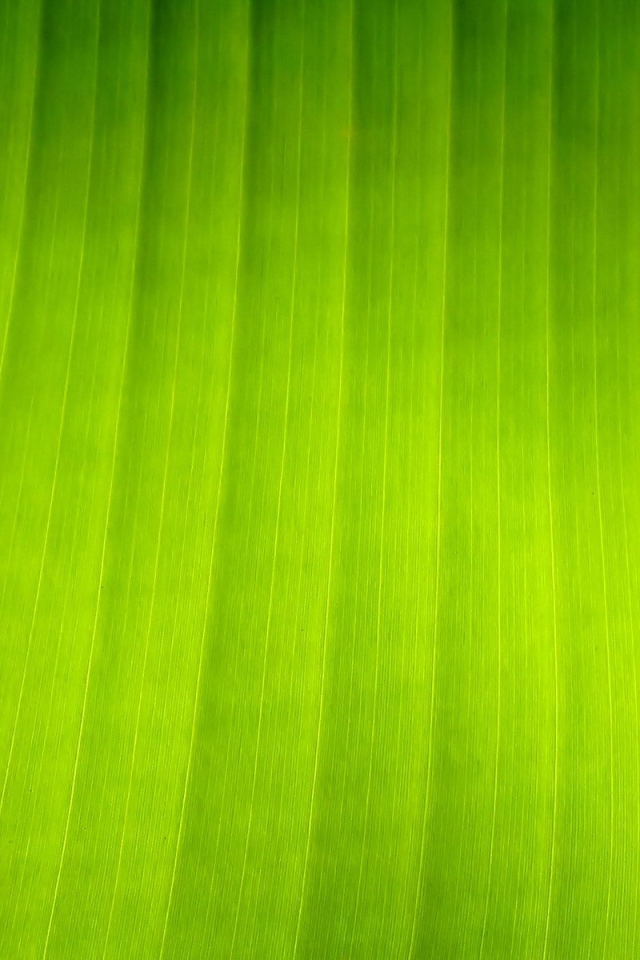 Текстура листка