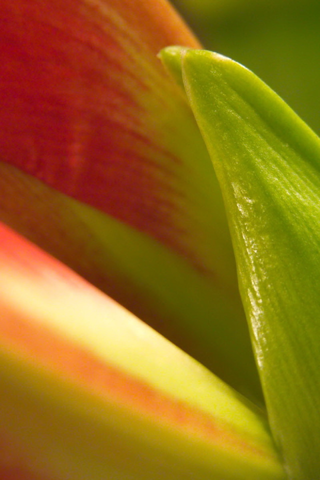 Фон из листьев