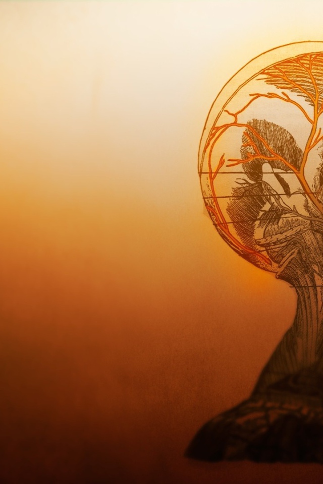 Устройство сосудов головы в человеческом теле