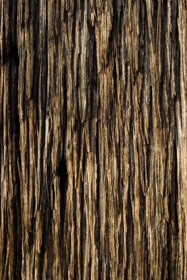 Старое ветхое дерево