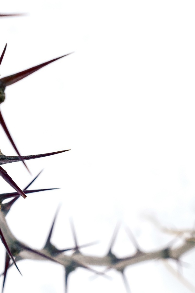 Колючка на белом фоне