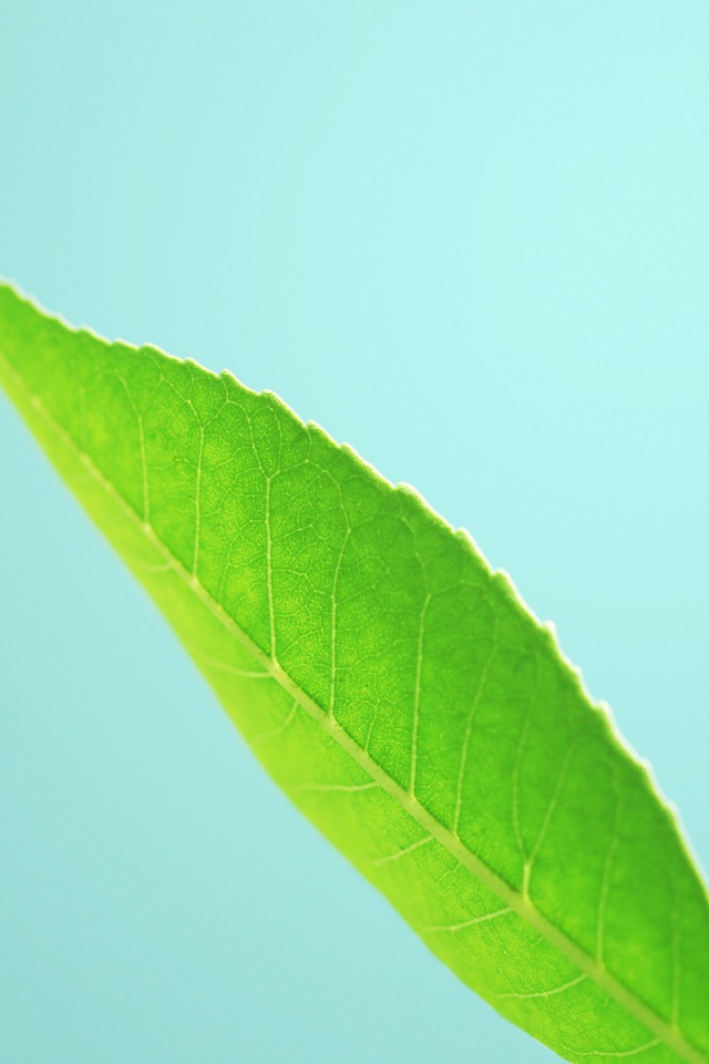 Три зеленых листика на голубом фоне