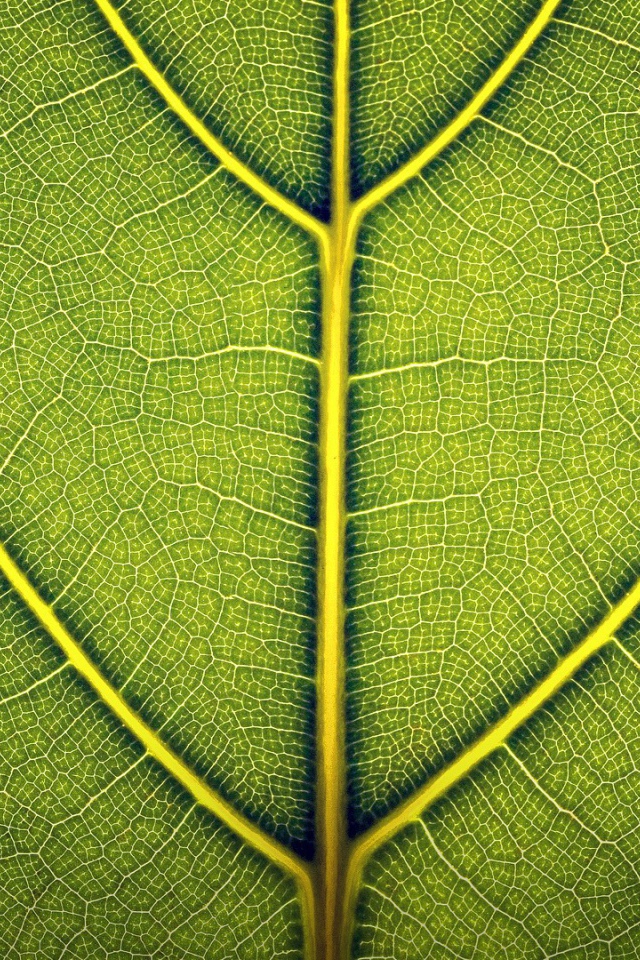 Жилки зеленого листа, фон