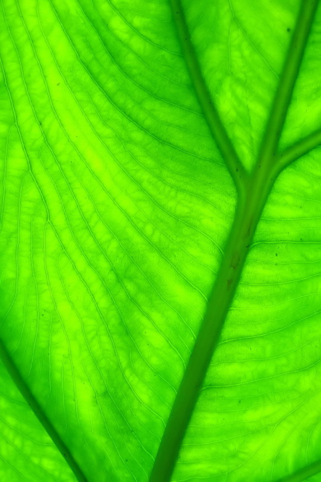 Прожилки листа растения