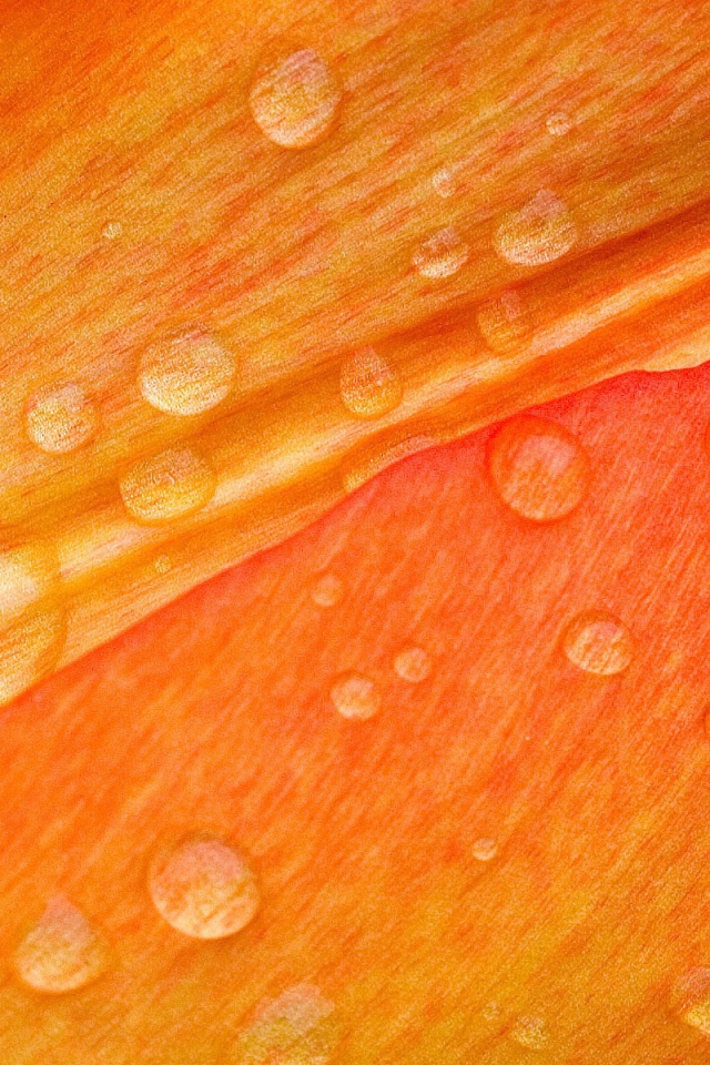 Капли воды на лепестках, оранжевый фон