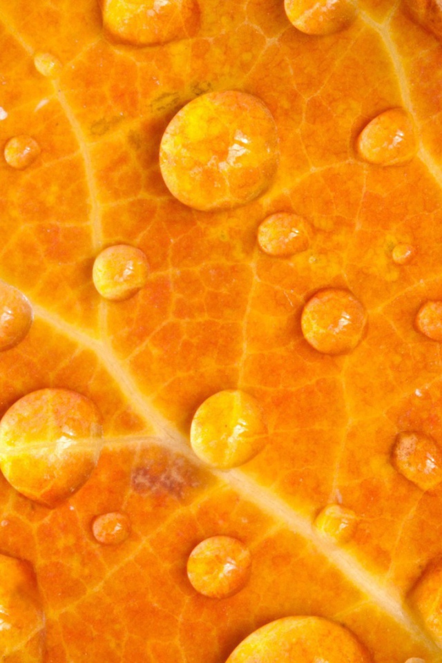 Мокрый желтый лист, фон