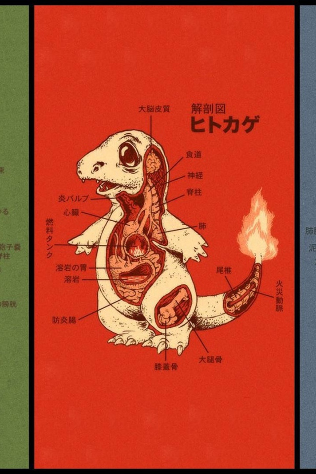 Анатомия разных покемонов