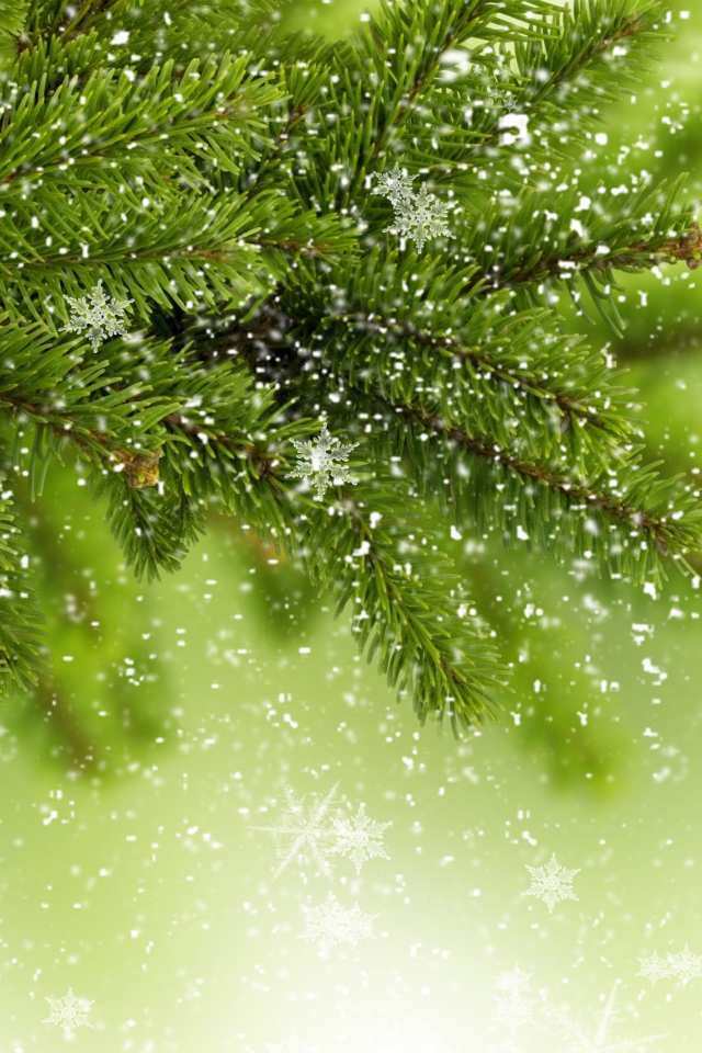 Snowflakes on a branch of a Christmas tree