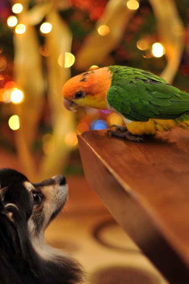 Собака и попугай встречают Рождество