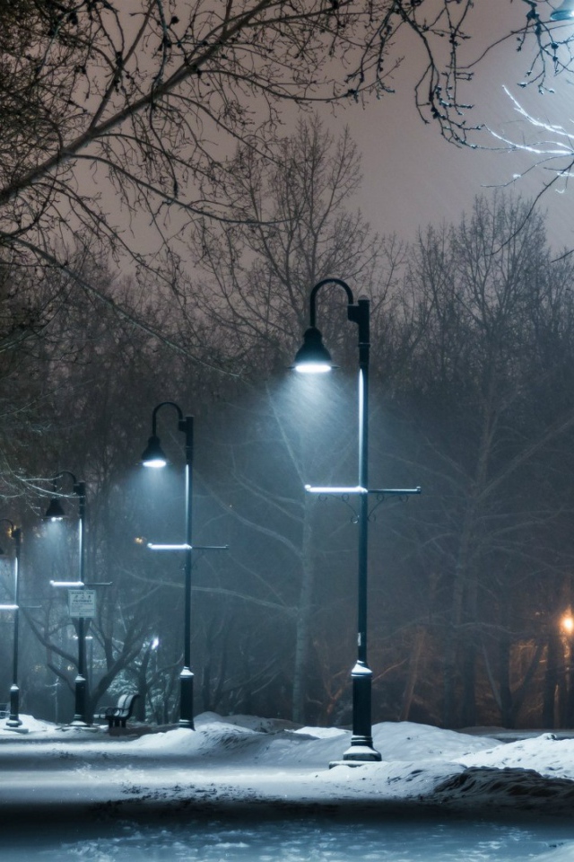 Ночная аллея в зимнем парке