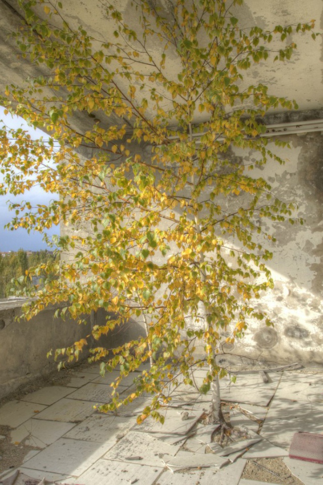 Дерево внутри здания в Припяти