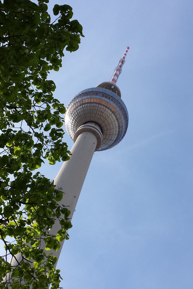 Дерево на фоне телебашни в Берлине